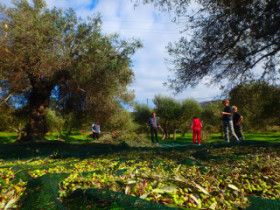 olijven oogst op Kreta